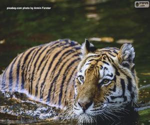 пазл Тигр в воде